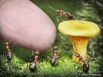 夢幻！微觀鏡頭記錄螞蟻王國的神奇世界