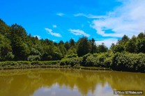 出遊去！全台25走春景點　賞花海、迎「森」氣