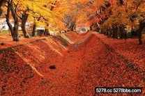 河口湖高尾山，「楓」火滿天紅葉祭