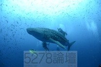 加拉巴哥群島獨特生物圖