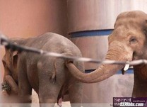 大象的鼻子為甚麼這麼長
