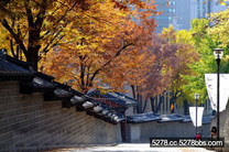 韓國公認最美的小路、最想散步的街道！德壽宮石牆路(貞洞路)