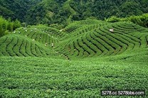 台灣茶鄉隨意走．挑TEA茶路新體驗