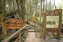 台灣唯一檜木棧道 鐵杉林步道