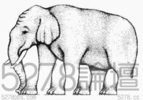 這隻大象有幾條腿？