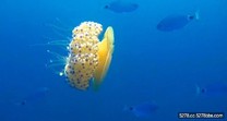 英國攝影師抓拍　罕見神奇水母似煎蛋！
