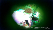2021八月最新流出酒店綠葉森林房攝像頭偷拍少婦約情人貌似很飢渴催促快點開幹