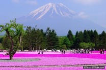 富士芝櫻祭