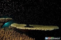 海底竟然刮起暴風雪　澳洲特有大堡礁產卵奇景