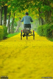 嘉義下起黃金雨？蒜頭阿勃勒自行車道　黃花鋪滿地