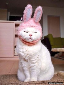 萌萌噠！日本17歲最慵懶的造型貓咪