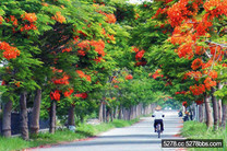 畢業季到來 鳳凰花兩公里火紅盛開