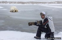 超猛！雪橇犬齜牙咆哮　竟嚇退北極熊？！
