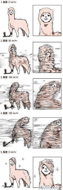 帥氣的草泥馬