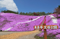 北海道兩大芝櫻公園 5月變身粉色的花地毯