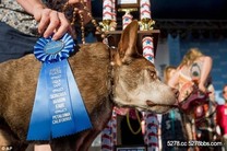 動物奇觀／醜的可愛～　「世界最醜狗」大賽冠軍誕生