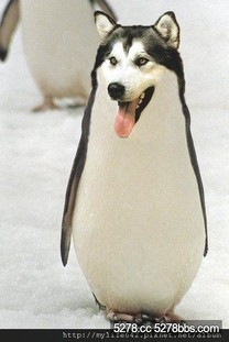 南極新品種企鵝!!
