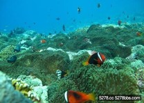 綠島潛水．遨遊海面下的璀璨世界~