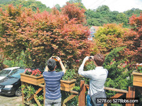 士林菁山「紅」了 春天也能賞楓