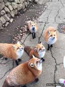 日本宮城藏王狐狸村