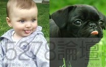 超可愛嬰兒模仿狗狗!