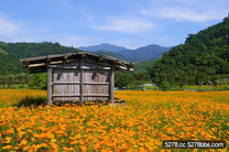 宜蘭河濱最美風景 向日葵百日草四公頃花海盛開