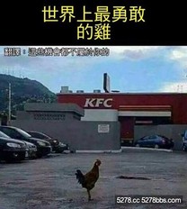 世界上最勇敢的雞