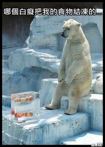 可憐的北極熊~~