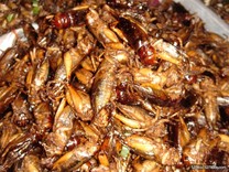 墨西哥城 吃蟲蟲大餐 樂嘗怪美食