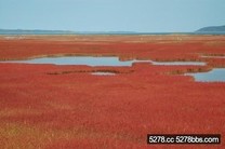 紅透透！到北海道看紅珊瑚草