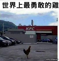 世界最強的雞