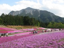 羊山公園─芝櫻之丘 春天的花地毯