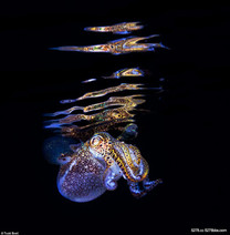 水中發光體！深海短尾魷魚如此美麗