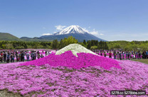 世界遺產富士山下的春櫻景色！！