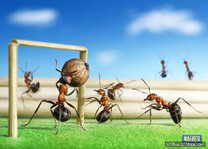 螞蟻也會踢足球？　樹葉上「露一腳」令人讚嘆