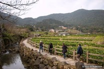 竹子湖海芋季登場！六條溪畔步道　盡享白色浪漫