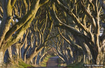 旅遊美景／愛爾蘭「恐怖童話森林」