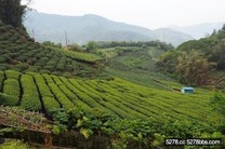 迷你福山部落 茶園與綠林圍繞的山中仙境