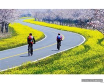 春神來　花季到！濟州島漫騎8公里油菜花公路　