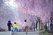 駛前賞櫻 櫻瀑布下的散步道