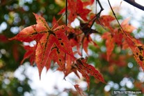 陽明公園老楓香紅了 看流星雨許新年願望