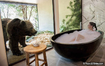 房客住在澳大利亞動物園內　可與獅子共進晚餐