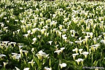 陽明山花季交棒 竹子湖海芋季將登場